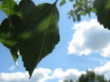 humidity control & moisture barriers (green leaf, blue sky image)
